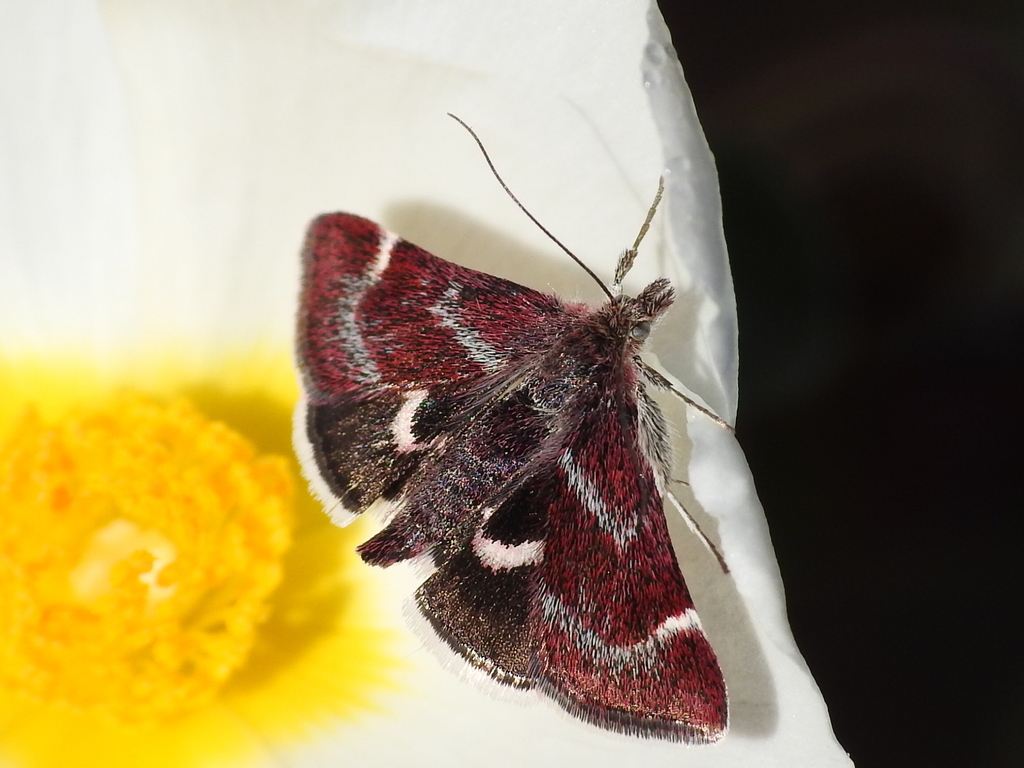 Pyrausta acontialis