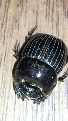 Dichotomius centralis