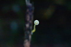 Mycena chusqueophila