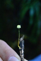 Mycena chusqueophila