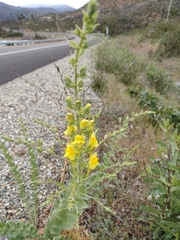 Linaria dalmatica dalmatica