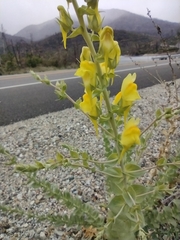 Linaria dalmatica dalmatica