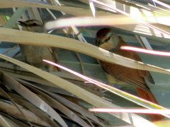 Cichladusa ruficauda