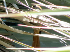 Cichladusa ruficauda