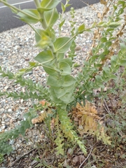 Linaria dalmatica dalmatica