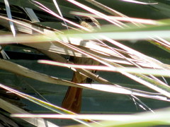 Cichladusa ruficauda