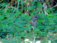 Cichladusa ruficauda
