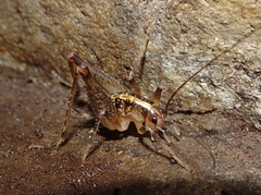 Ceuthophilus maculatus