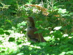 Cichladusa ruficauda