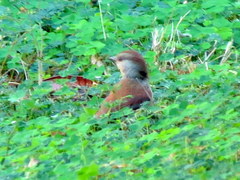 Cichladusa ruficauda
