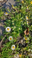 Bellis perennis