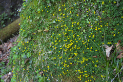 Chrysosplenium album flavum