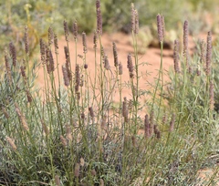 Dalea searlsiae