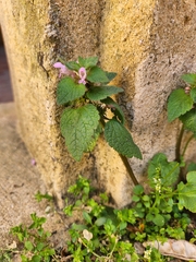 Lamium purpureum