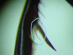 Pterostichus adstrictus