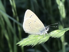 Glaucopsyche lygdamus oro