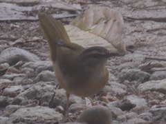 Myiothlypis rivularis