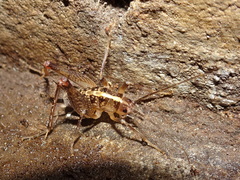 Ceuthophilus maculatus