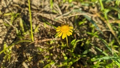 Acmella decumbens