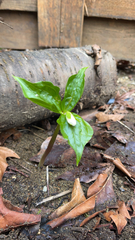 Callipetalon