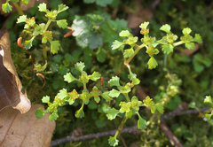 Chrysosplenium echinus