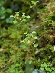 Chrysosplenium echinus