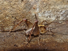 Ceuthophilus maculatus