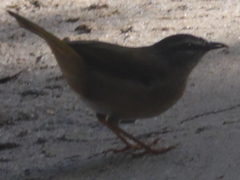 Myiothlypis rivularis