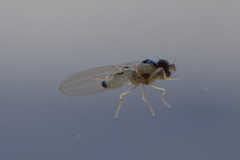 Mycodrosophila