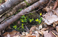 Chrysosplenium pseudopilosum