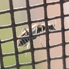 Anthocomus equestris