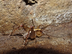 Ceuthophilus maculatus