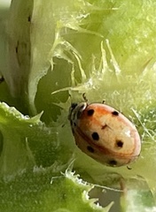 Adalia decempunctata