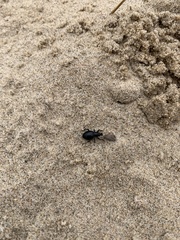 Otiorhynchus atroapterus