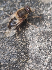 Eristalis pertinax