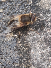 Eristalis pertinax