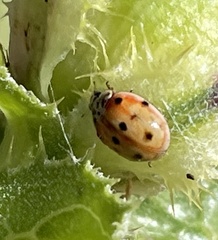 Adalia decempunctata