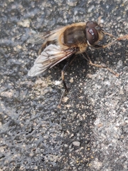 Eristalis pertinax