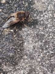 Eristalis pertinax
