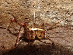 Ceuthophilus maculatus