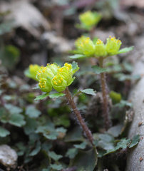 Chrysosplenium pseudopilosum