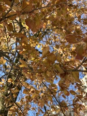 Fagus sylvatica