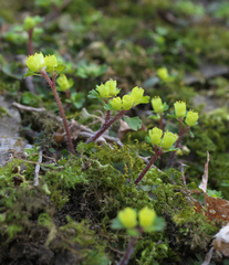 Chrysosplenium pseudopilosum