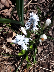 Puschkinia scilloides