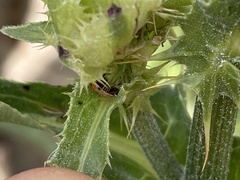 Adalia decempunctata