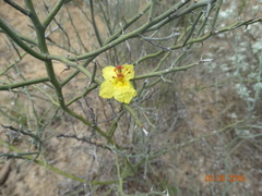 Parkinsonia texana