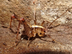 Ceuthophilus maculatus