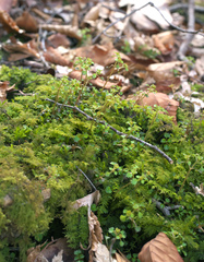 Chrysosplenium echinus