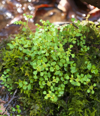 Chrysosplenium echinus