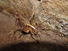 Ceuthophilus maculatus